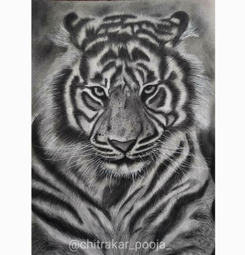 Buy Tiger sketch Handmade Painting by POOJA TANK. Code:ART_8204_60852 ...