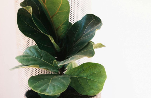 Fiddleleaf Fig (ficus lyrata)