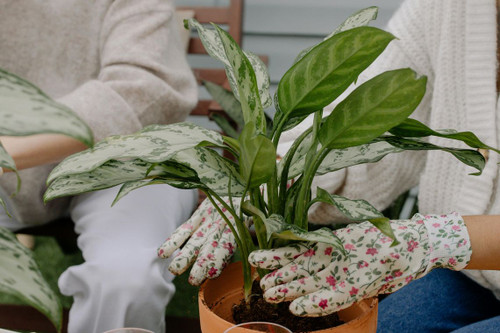 Chinese Evergreen (aglaonema modestum)
