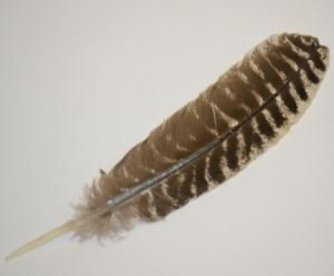 Turkey Barred Feather 10-12" Turkey Barred Feather 10-12"