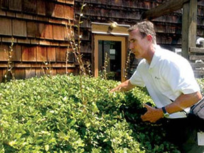 Three Ways Growth Regulators Can Change Your Shrub Game