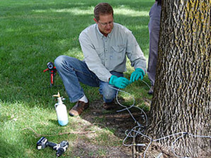 8 Tips to Improve Your Tree Injection Operations