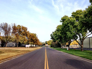 How Trees Respond to Drought—and What You Can Do to Help Your Customers