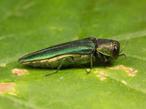 News Alert: Emerald Ash Borer Confirmed in Dallas County 