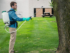 The Science of Systemic Bark Sprays