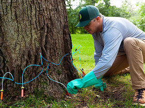 Rainbow Ecoscience Launches TreesNeedYou.com to Help Arborists Save More Oaks and Grow Their Business