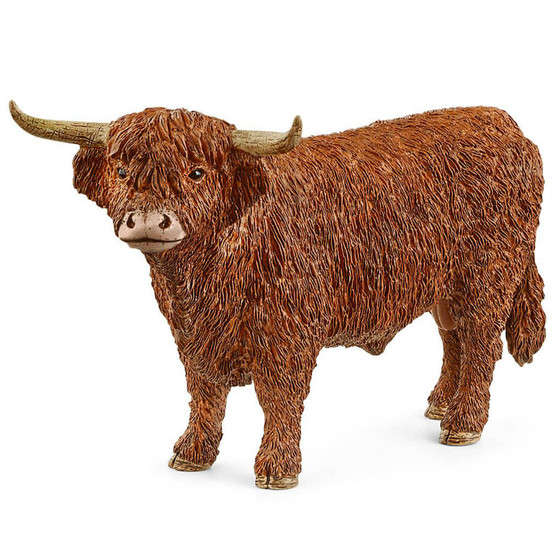 Highland Bull