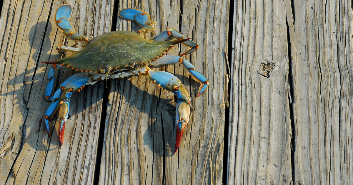 PDH Online or Offline Works for Maryland Engineers