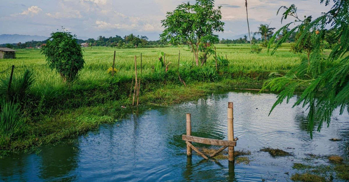 Expert Interview Series: Alan Weene of BioNova® Natural Pools About the Appeal of Natural Swimming Pools