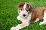 Are There Any Downsides to Synthetic Grass for Dogs?