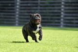 The Sniff Test: How Artificial Grass Helps with Odour Control