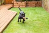 Why Pet Owners Love Artificial Grass