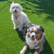 Artificial Grass is Great for Dogs! Here’s Why