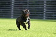 The Sniff Test: How Artificial Grass Helps with Odour Control