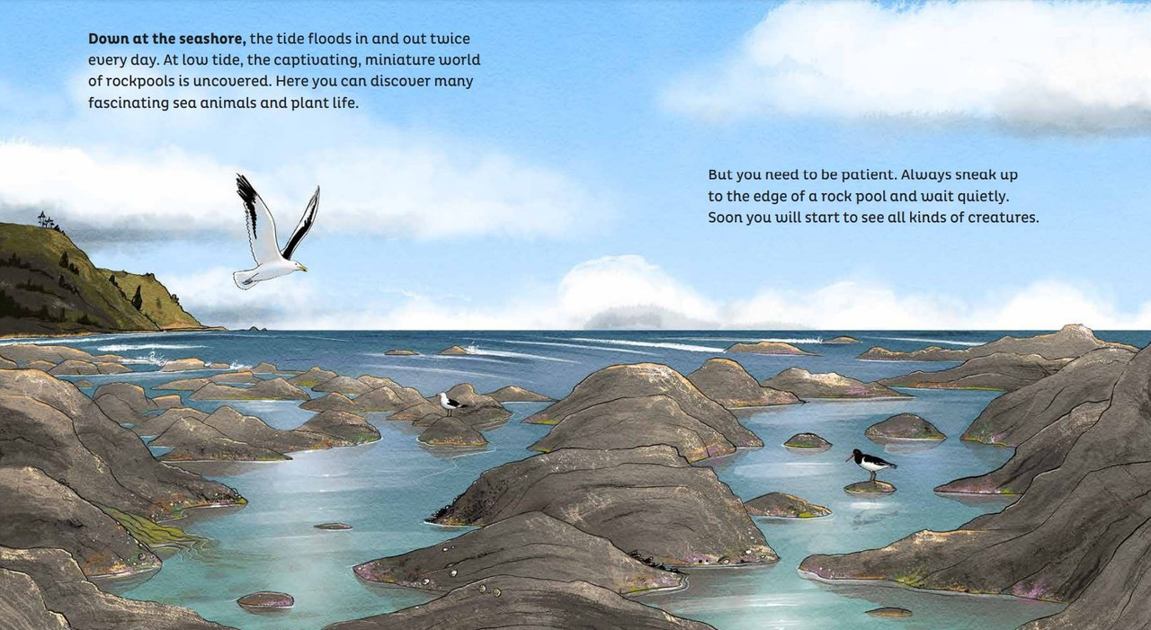 Rock Pool. Book Rockpools - Every Educaid