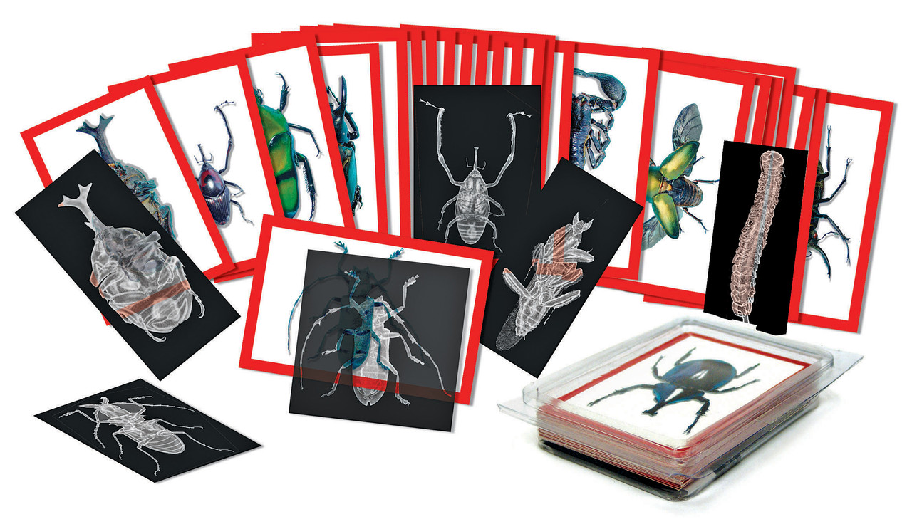 Insect X-Rays and Picture Cards - Every Educaid