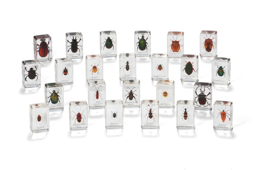 Mini Beasts Beetles & Bugs Set