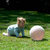 Constellation Ball **New Product, Coming soon**