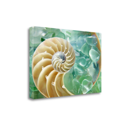 26" Seashell And Green Seaglass Giclee Wrap Canvas Wall Art (437857)