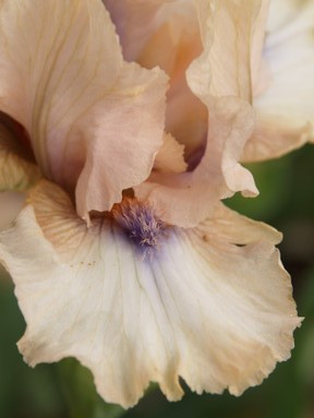 Iris g. 'Concertina' (Bearded Iris Intermediate Peach/Pink Blue beard)