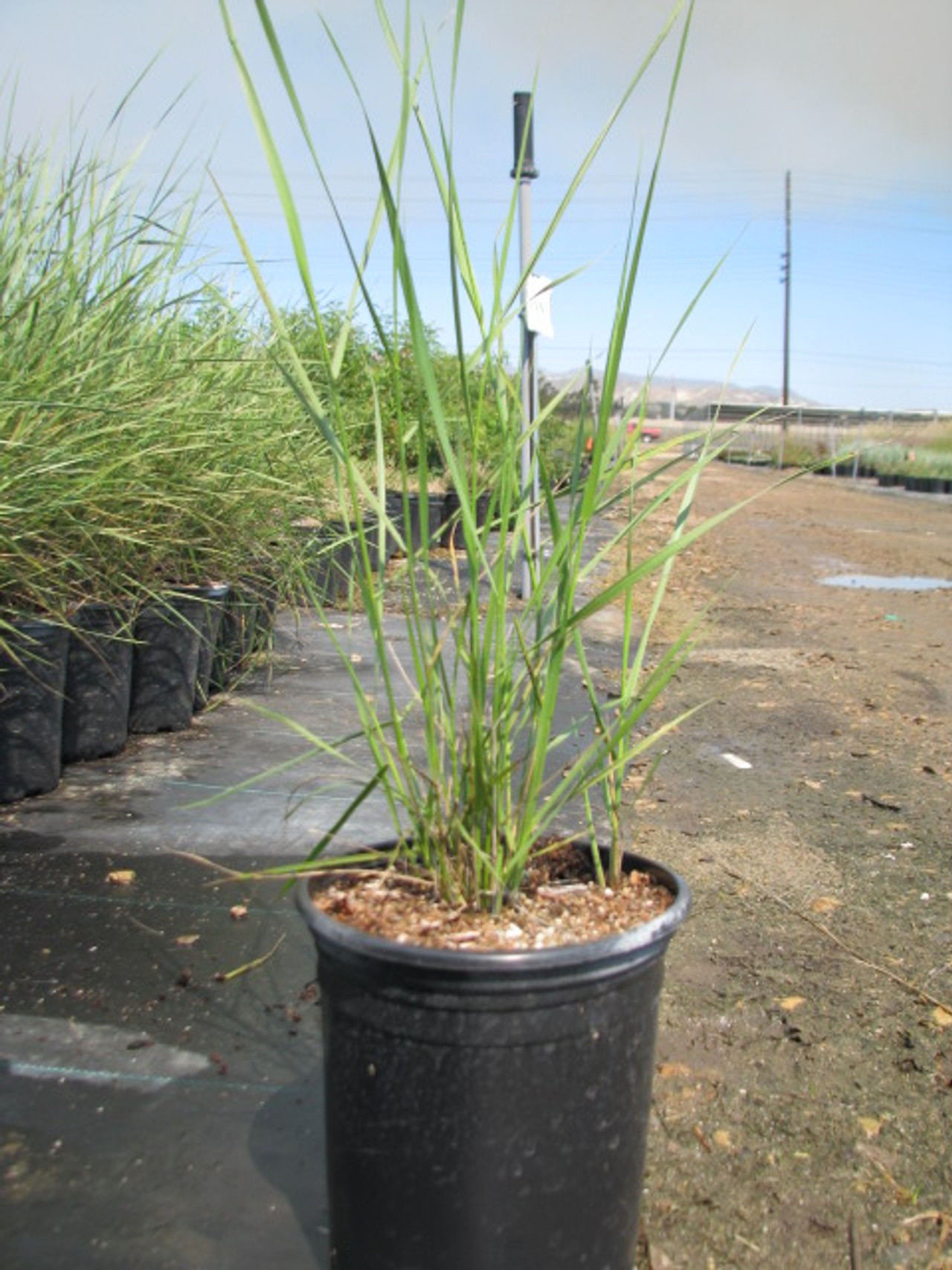 Leymus condensatus 'Canyon Prince' (Elymus) (Wild Rye Selection)