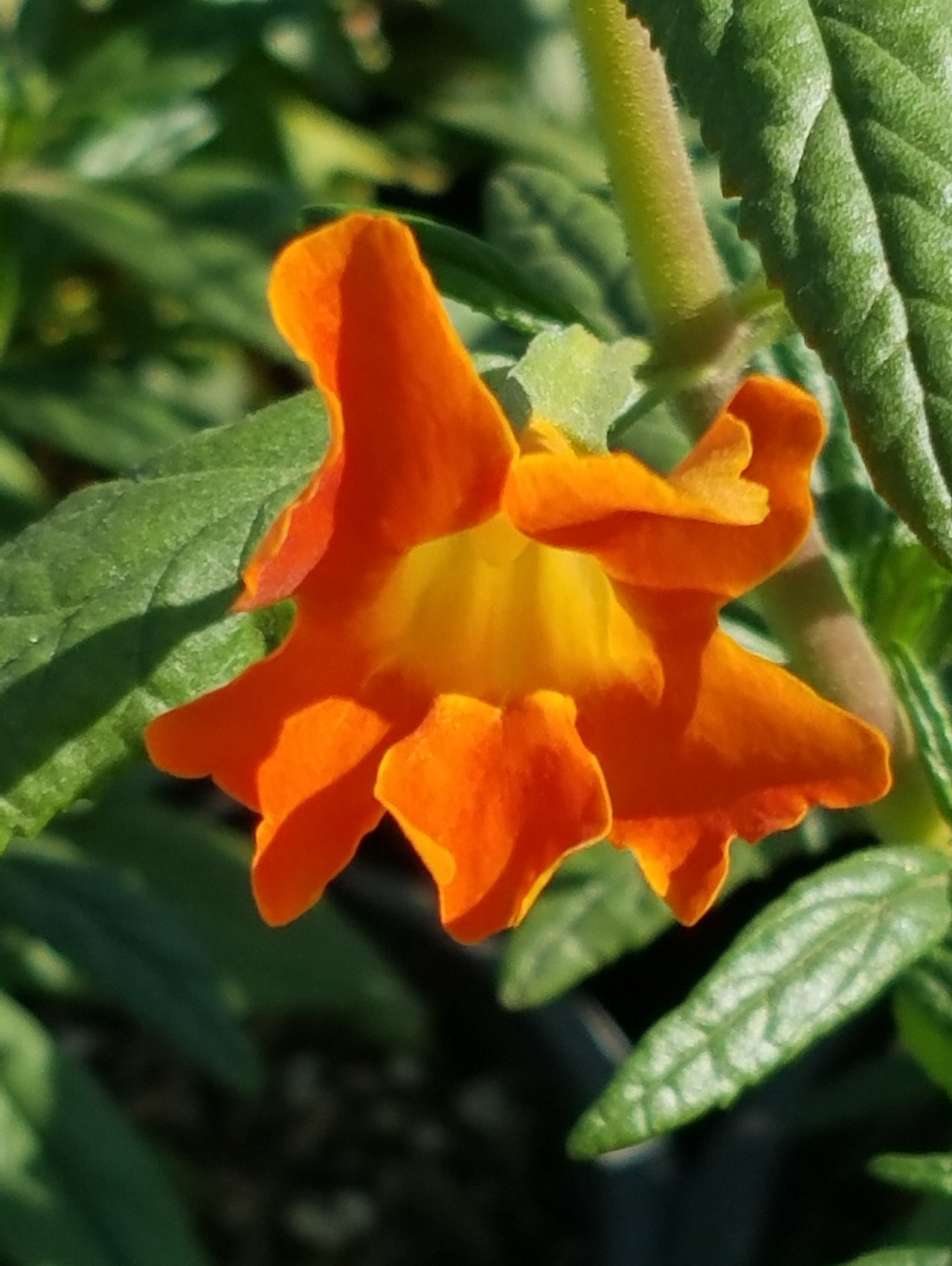 Mimulus 'Jelly Bean Orange' PPAF (Diplacus) (Monkeyflower Selection