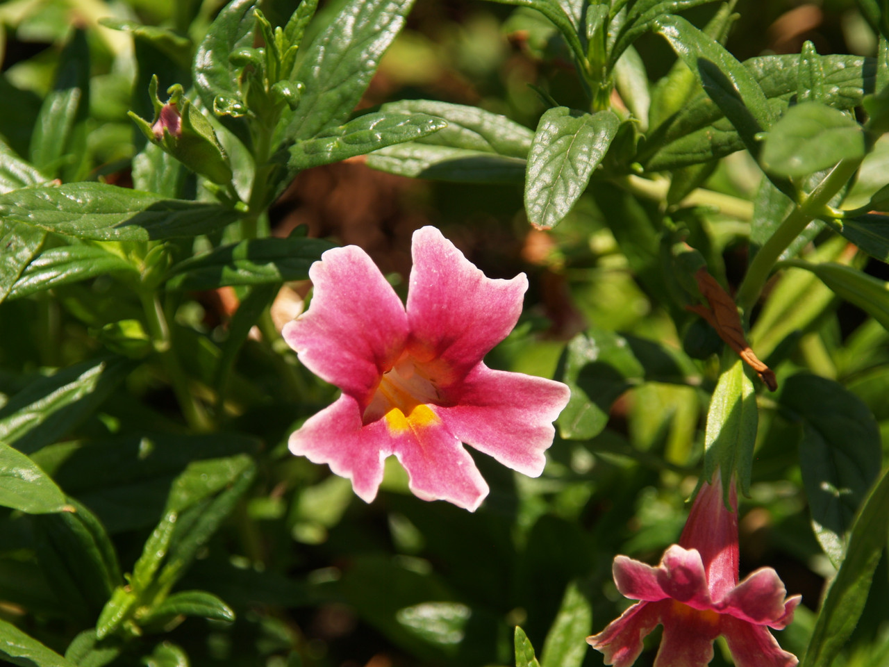 Mimulus 'Jelly Bean Orange' PPAF (Diplacus) (Monkeyflower Selection Orange)