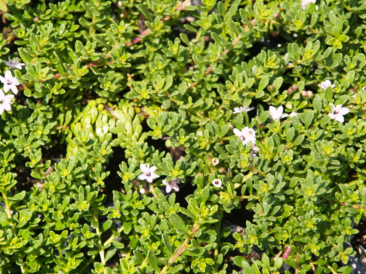 Phormium 'Tom Thumb’ (Dwarf New Zealand Flax)