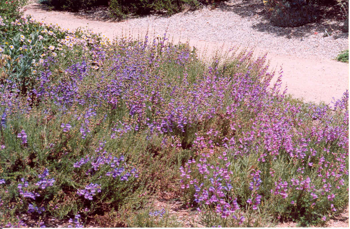 Penstemon heterophyllus ‘Margarita BOP’ (Foothill Penstemon Selection)