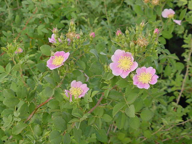 Rosa californica (California Wild Rose)