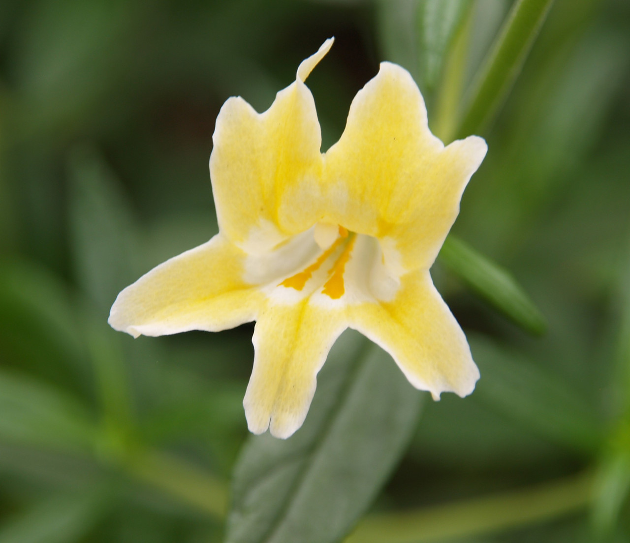 Eremophila glabra 'Mingenew Gold'