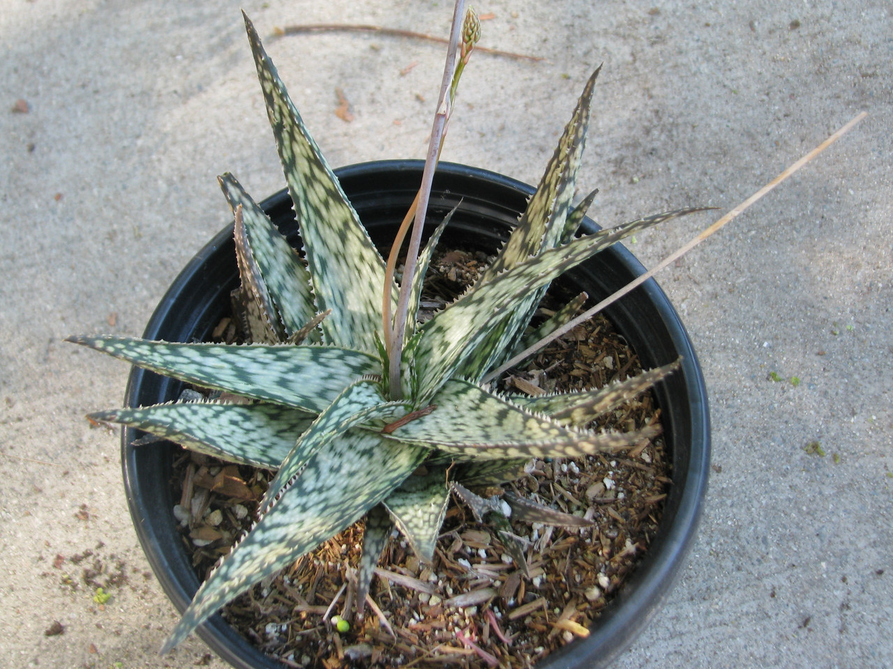 Aloe 'Lizard Lips' 1g El Nativo Growers