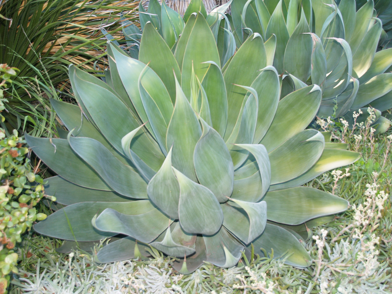 Agave attenuata 'Boutin Blue' (Foxtail Agave Selection)