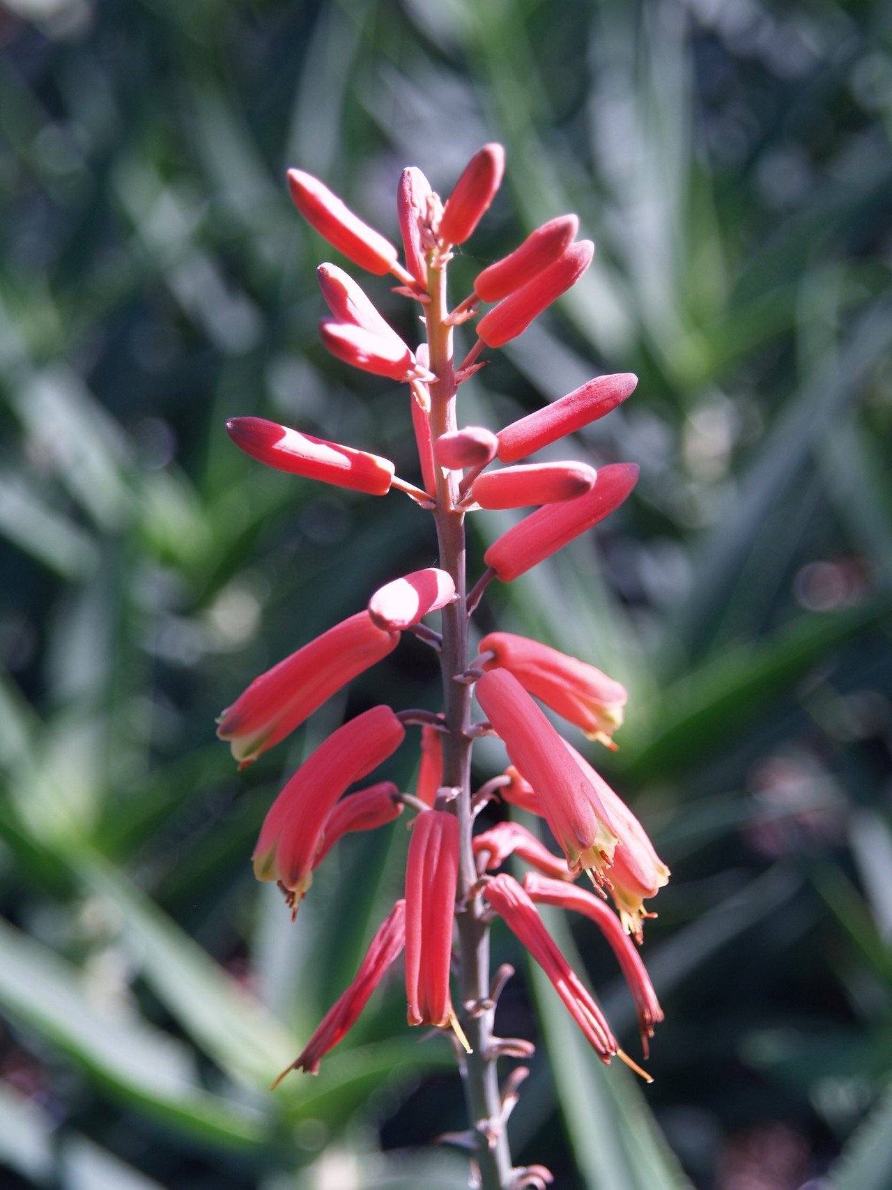 Aloe Ciliaris Climbing Aloe 8736