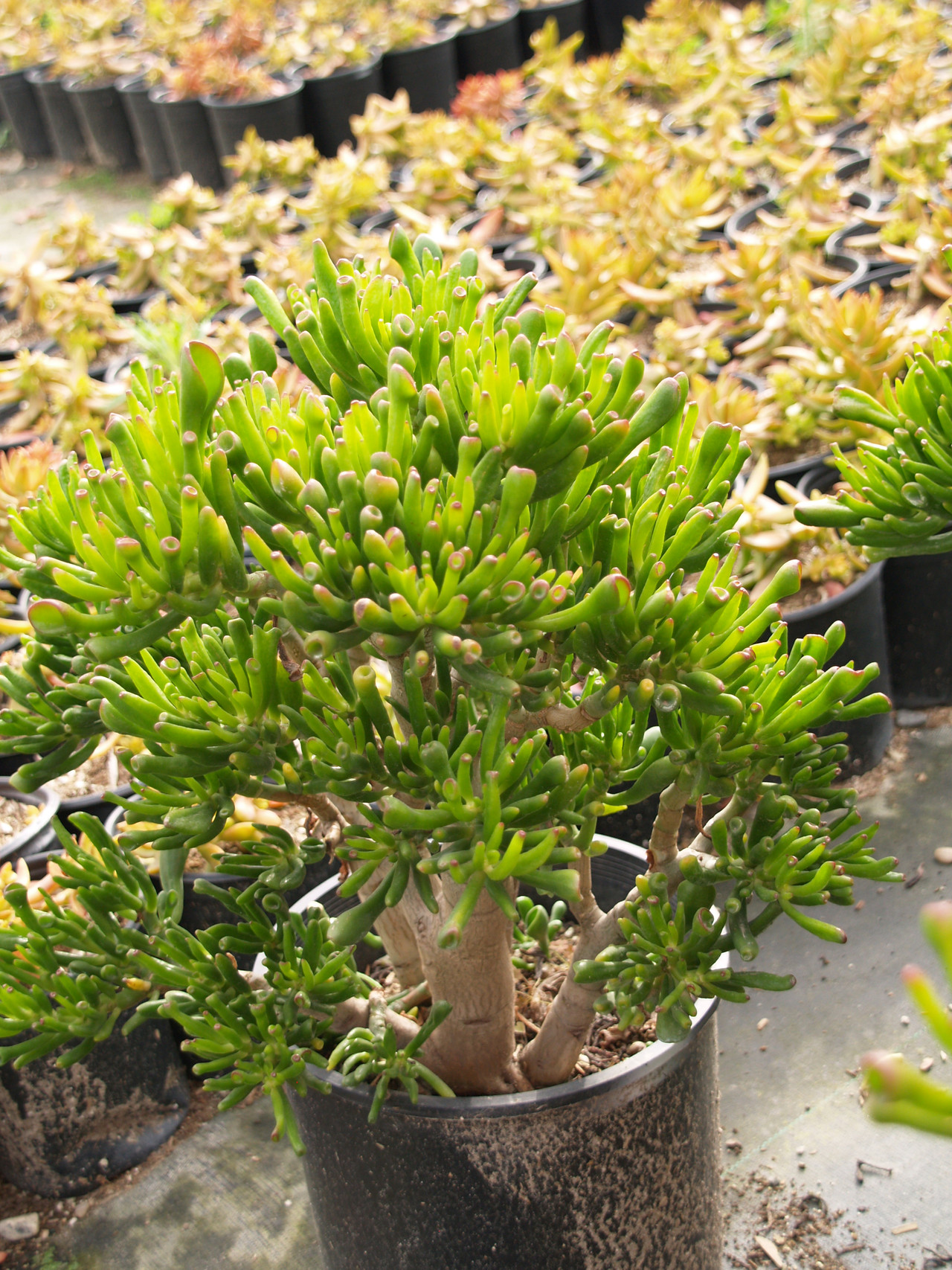 Crassula ovata 'Gollum' (Gollum Jade)