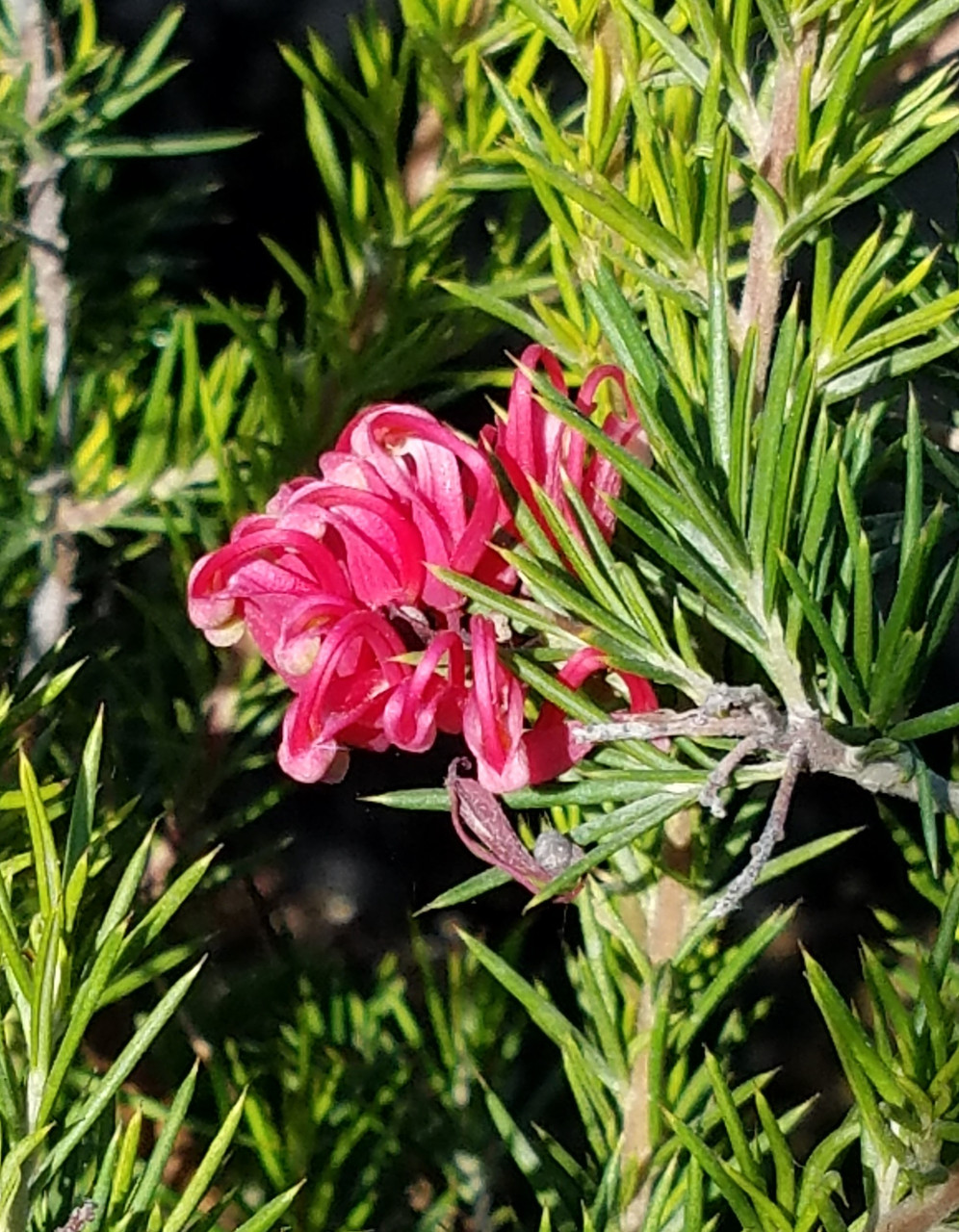 Grevillea 'Canberra Gem' (NCN)