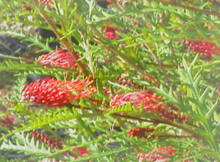 Grevillea 'Ivanhoe' (Grevillea Hybrid)