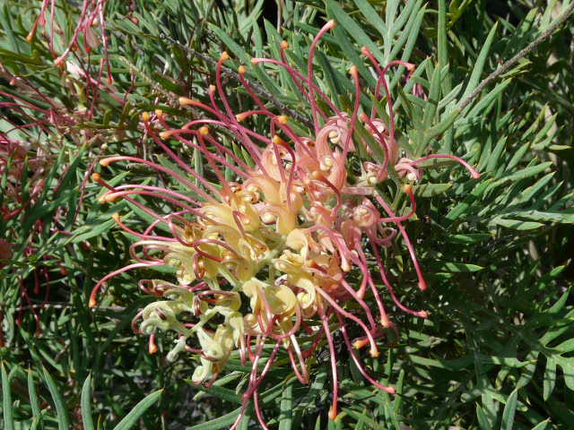Grevillea 'Mason's Hybrid' (Grevillea Hybrid)