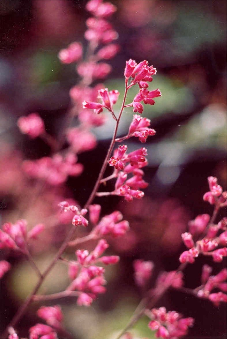 Heuchera 'Canyon Chimes' (Patented SBBG) (Alum Root Hybrid)