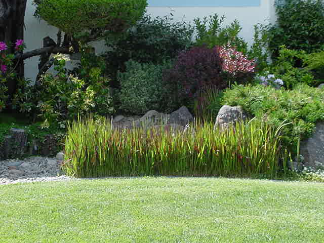 dracaena marginata yellow leaves Dracaena Marginata Kiwi Dragon Tree Tropical Plant (1 Plant or Starter Pack  options) main image 1