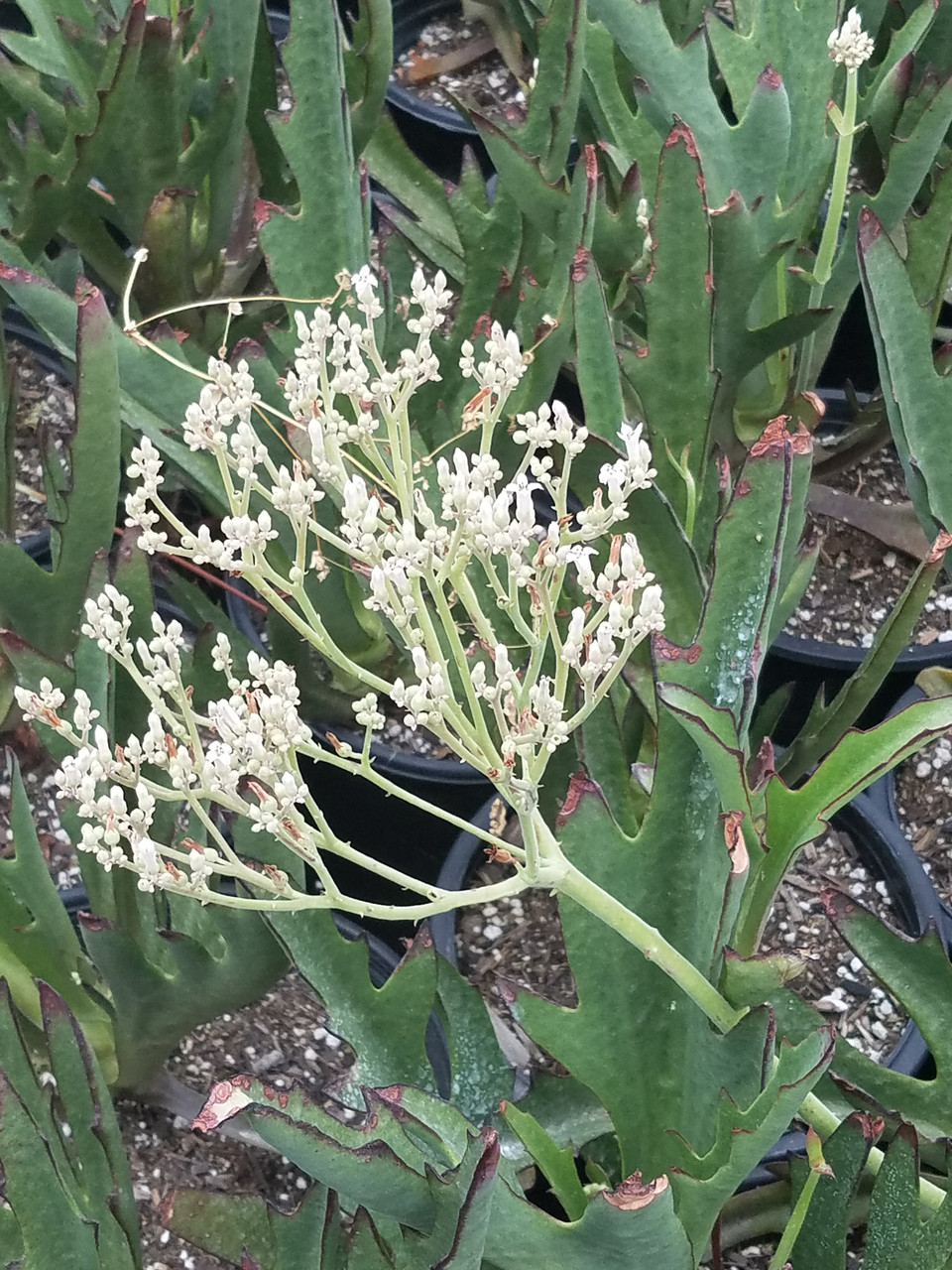 ハオルチア・アロエ Kalanchoe synsepala var. decepta Kalanchoe synsepala var. dissecta - Walking Kalanchoe