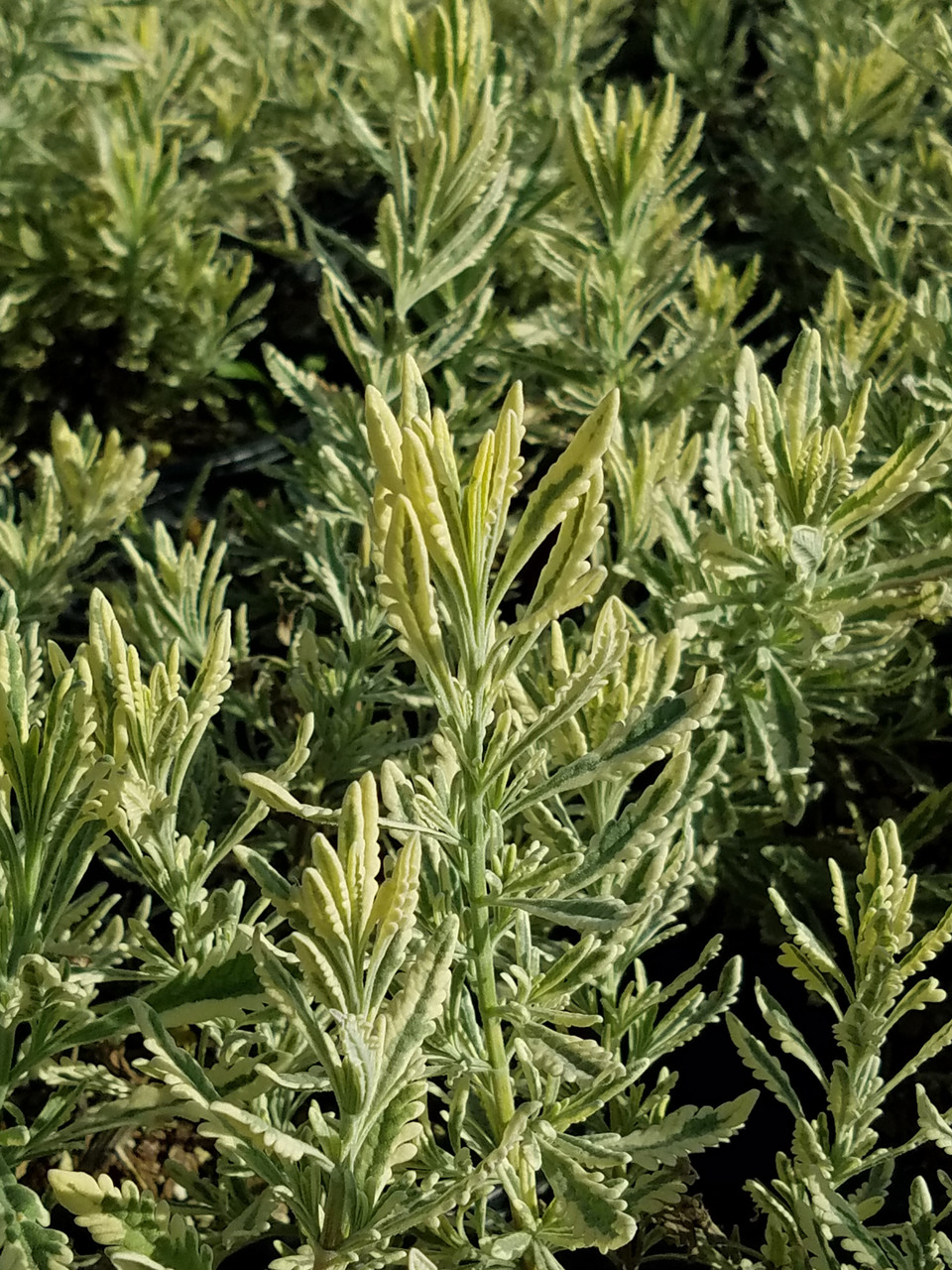 Lavandula allardii 'Meerlo' PP25,559 (Lavander Hybrid)