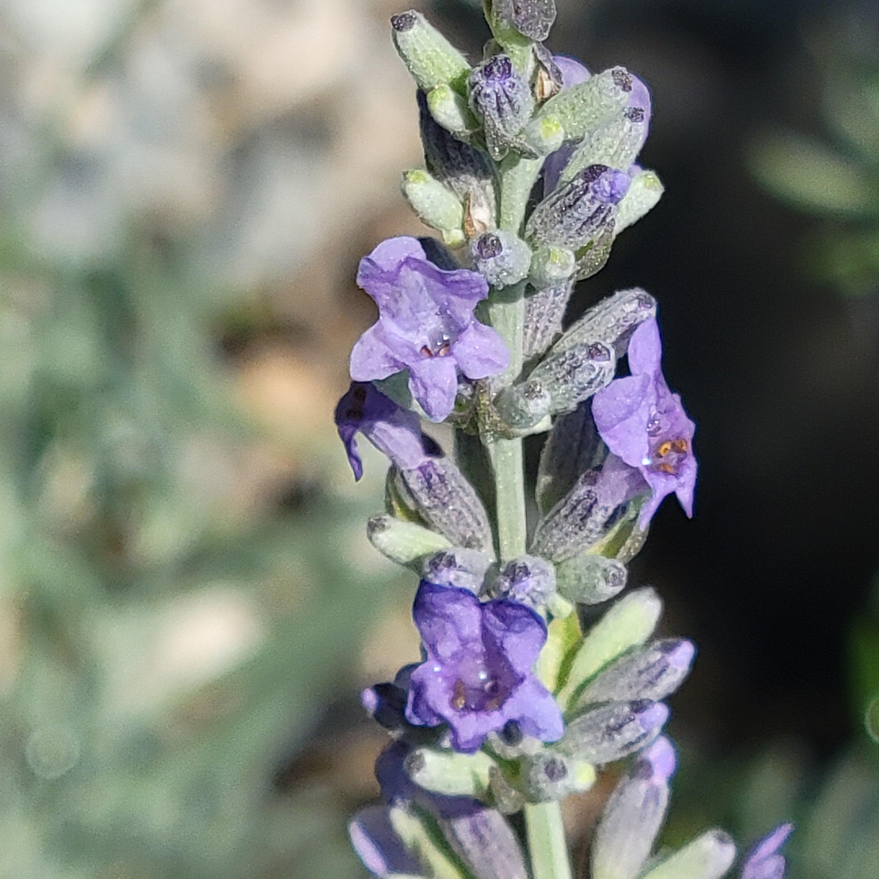 Lavandula int. 'Provence' (Lavender Hybrid)