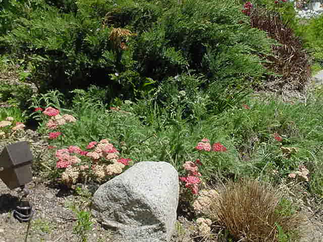 creeping rosemary plant Buy Trailing Rosemary Phoenix, AZ | Salvia rosmarinus