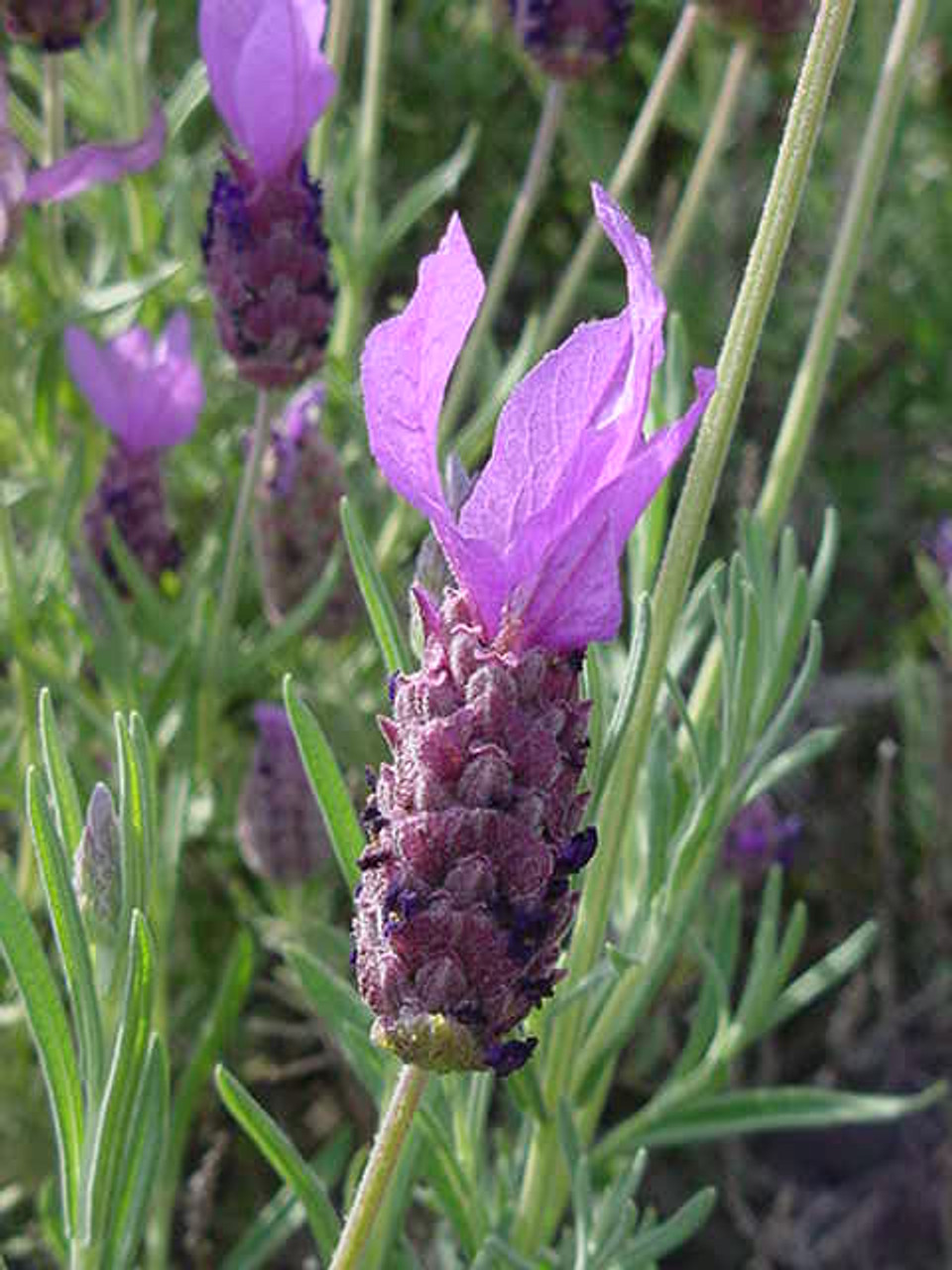 French Lavender (Lavandula Stoechas)
