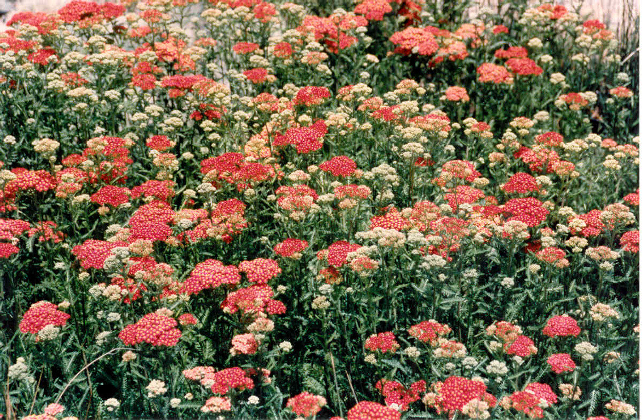 ACHILLEA MILLEFOLIUM 'PAPRIKA' - ACHILLÉE MILLEFEUILLE 'PAPRIKA