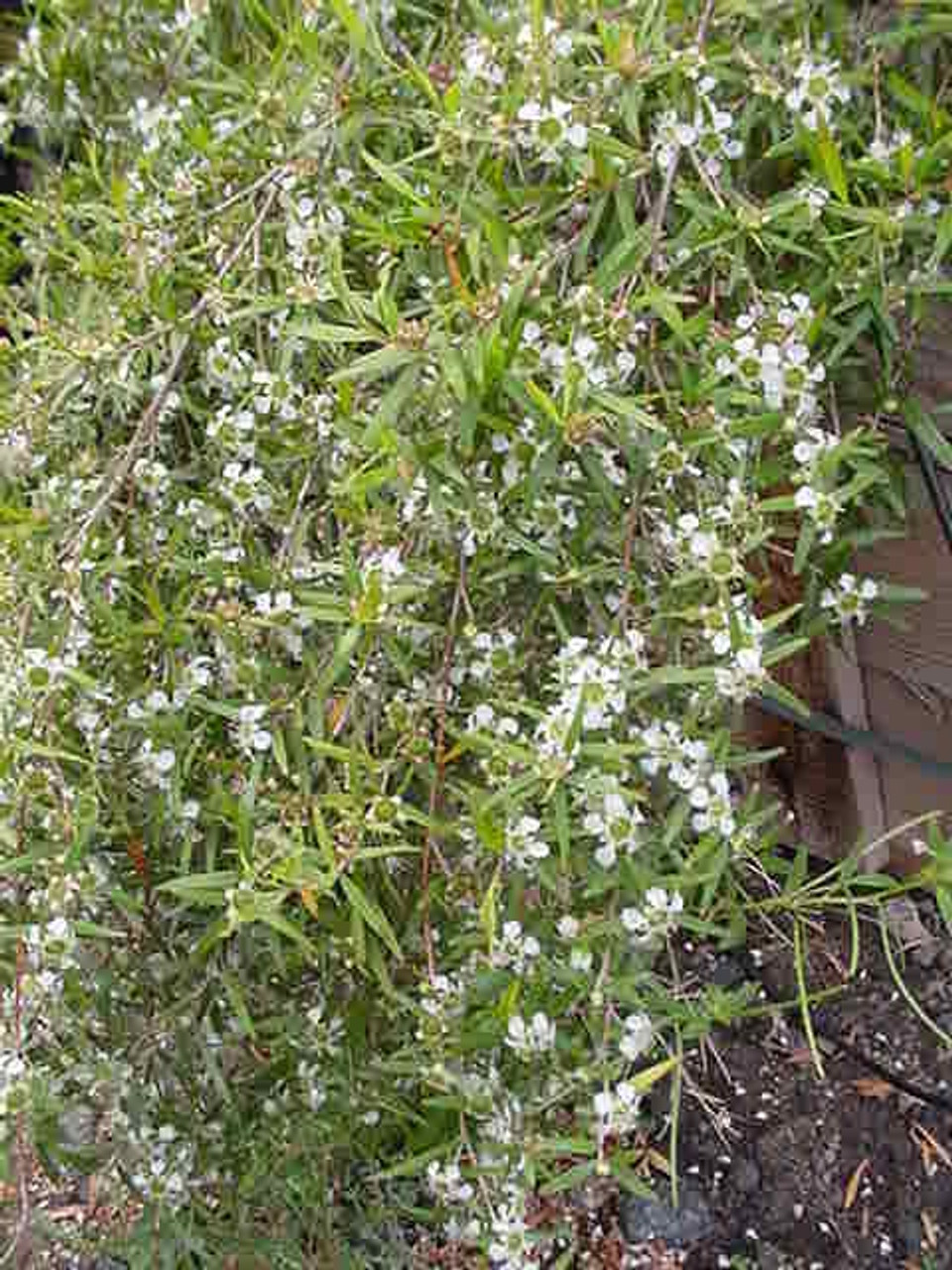 Leptospermum petersonii - lemon scented tea tree Australian Plants Online