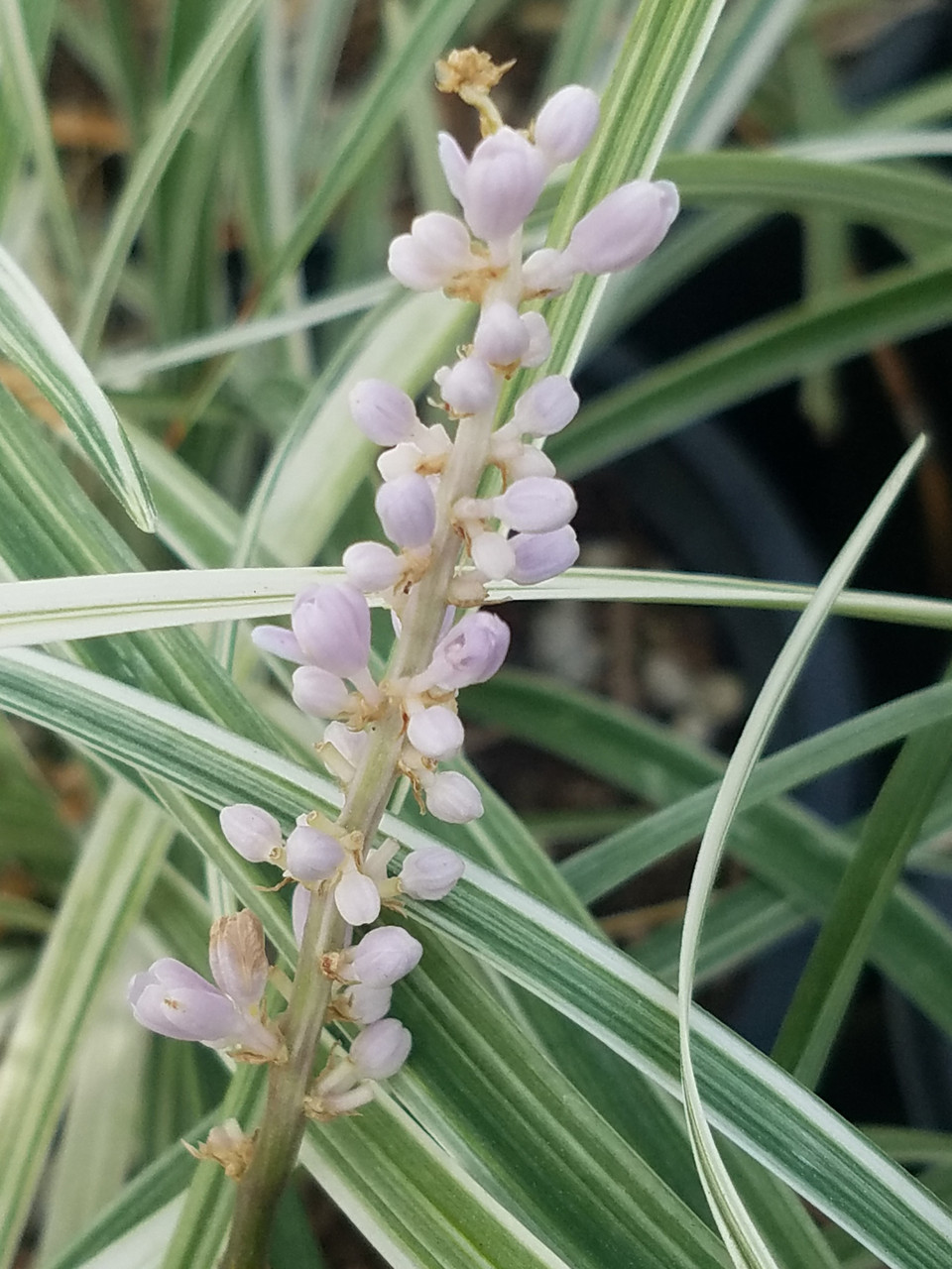 Liriope spicata 'Silver Dragon' (Variegated Creeping Lily Turf