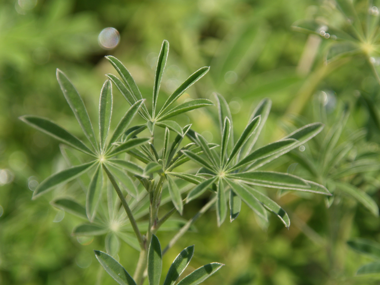 Lupinus longifolius (Violet Bush Lupine)