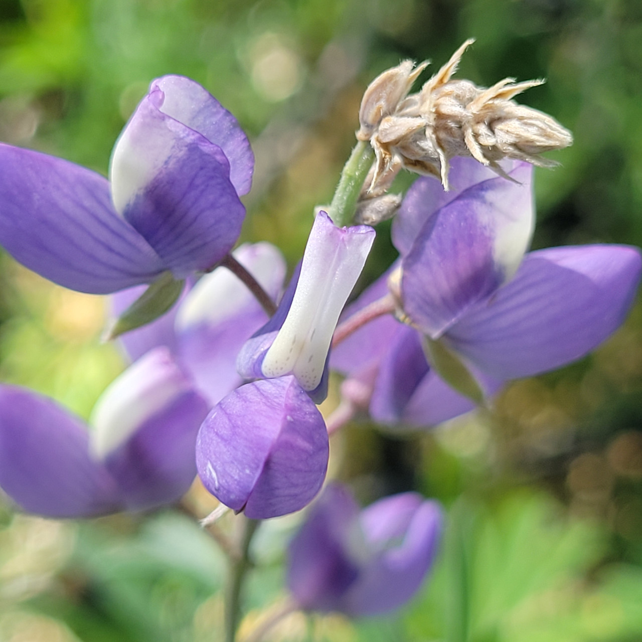 Lupinus longifolius (Violet Bush Lupine) | El Nativo Growers